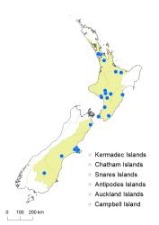 Cotoneaster coriaceus distribution map based on databased records at CHR. 
 Image: K. Boardman © Landcare Research 2017 CC BY 3.0 NZ